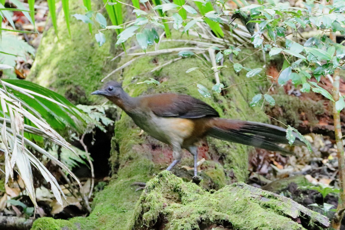 Albert's Lyrebird - ML611389059