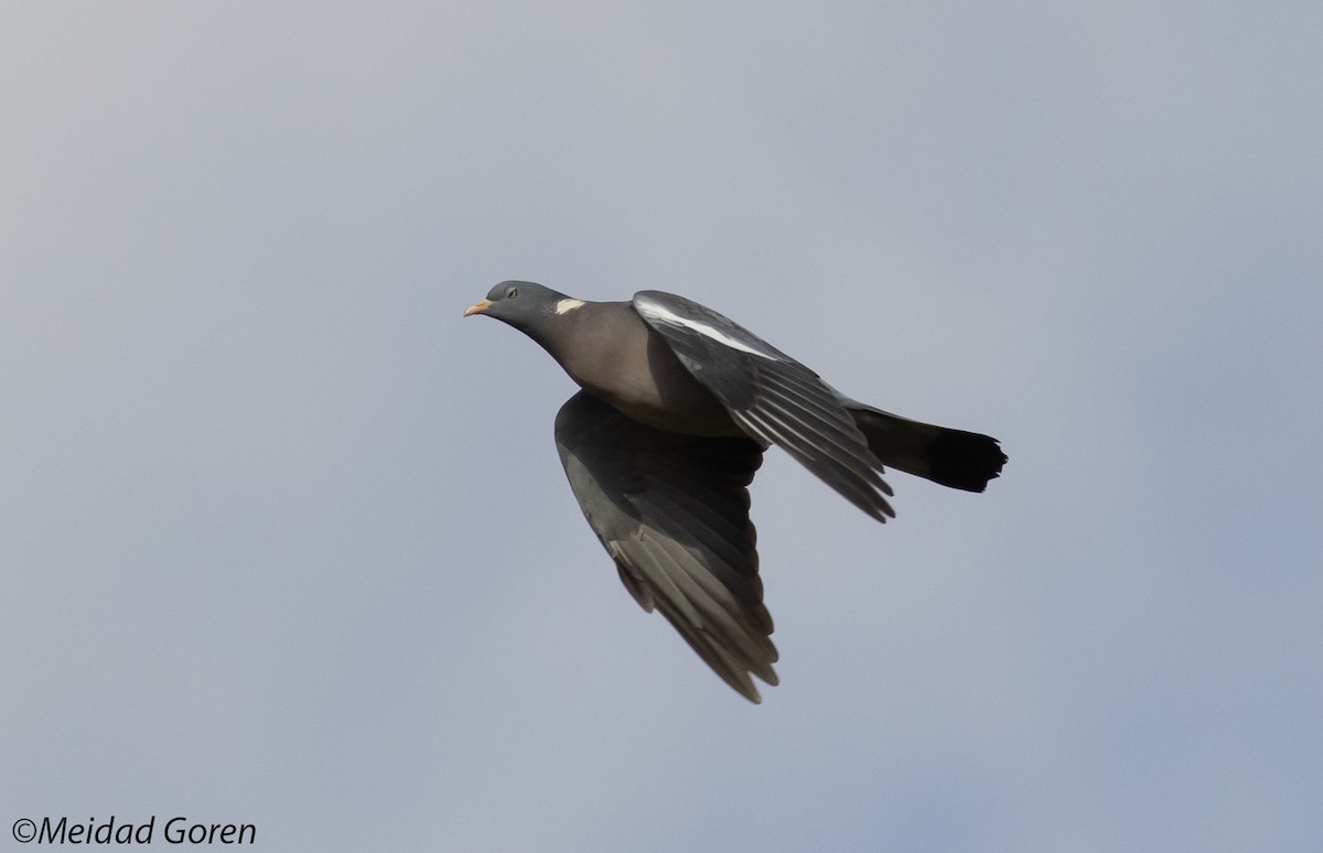 Common Wood-Pigeon - ML611389125