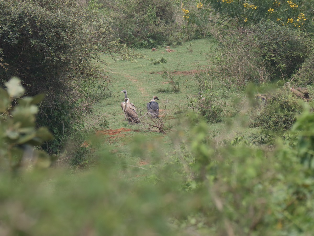 Indian Vulture - ML611389134