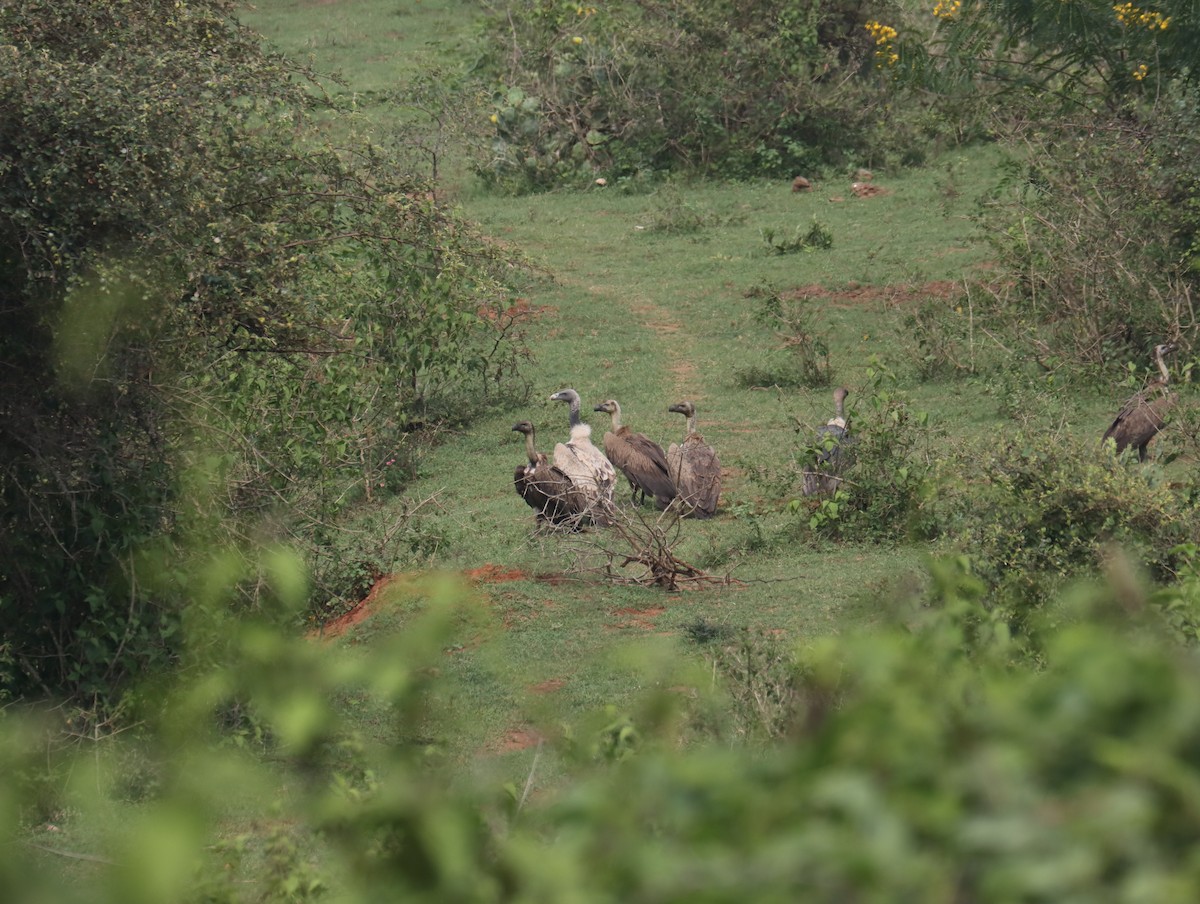 Indian Vulture - ML611389135