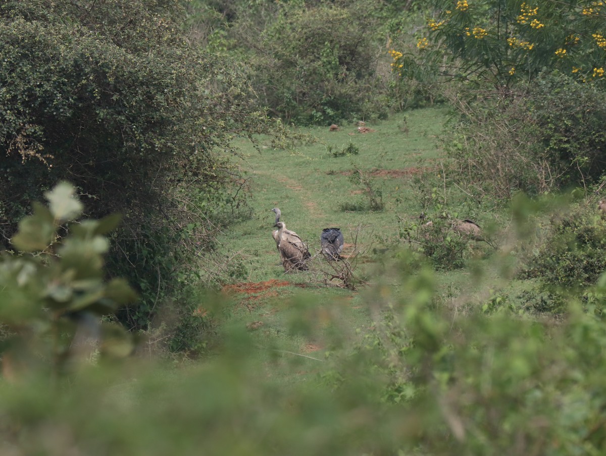 Indian Vulture - ML611389137