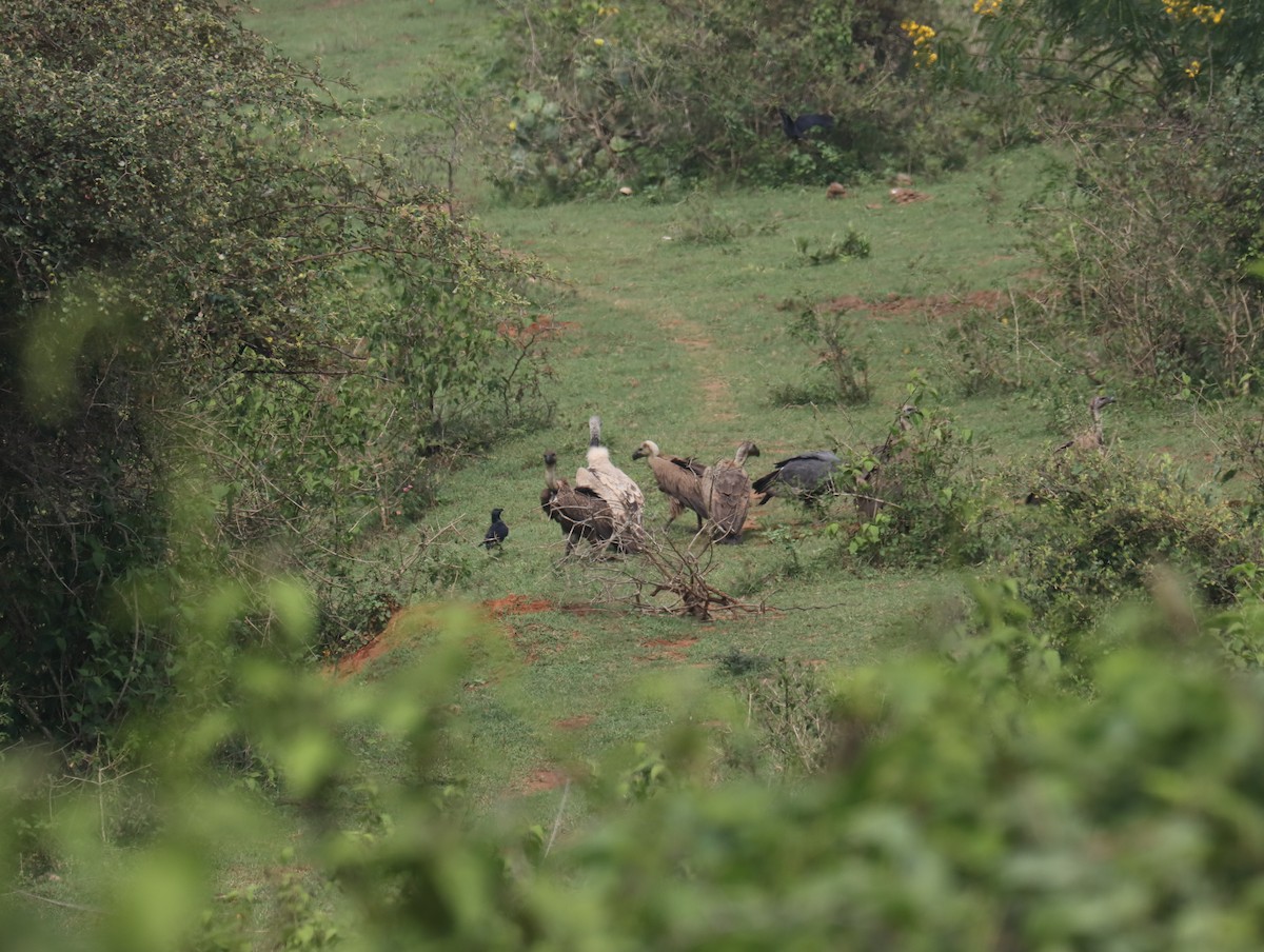 Indian Vulture - ML611389138