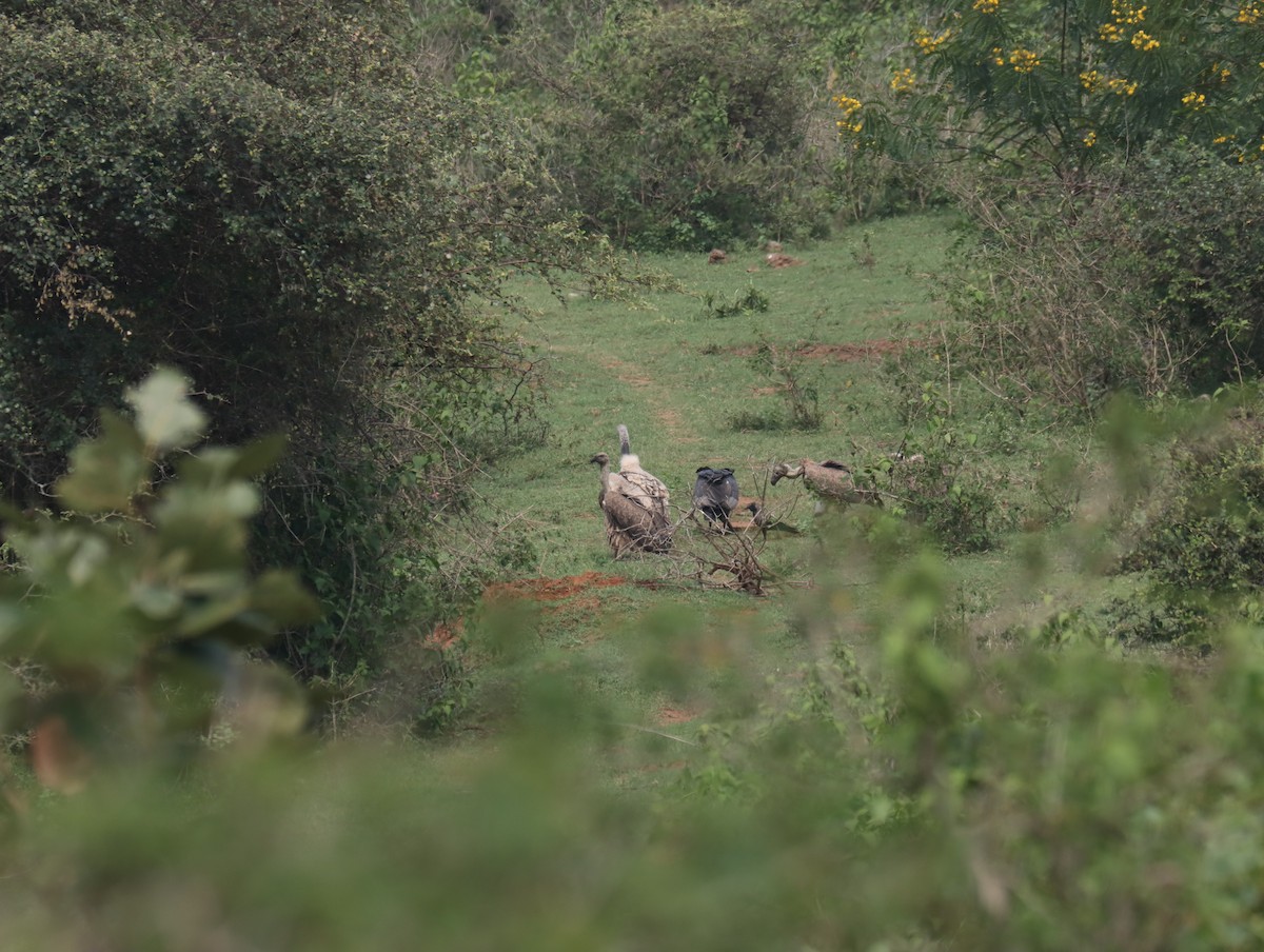 Indian Vulture - ML611389139