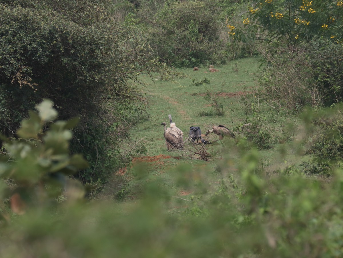 Indian Vulture - ML611389140