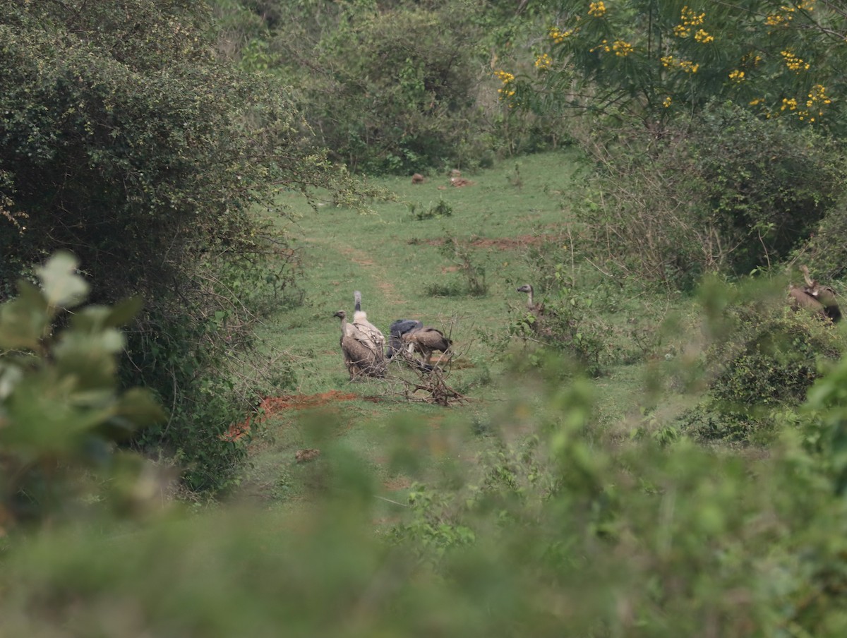 Indian Vulture - ML611389141