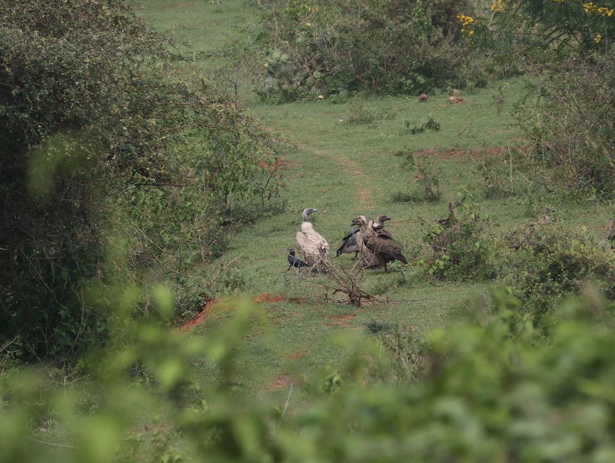 Indian Vulture - ML611389142