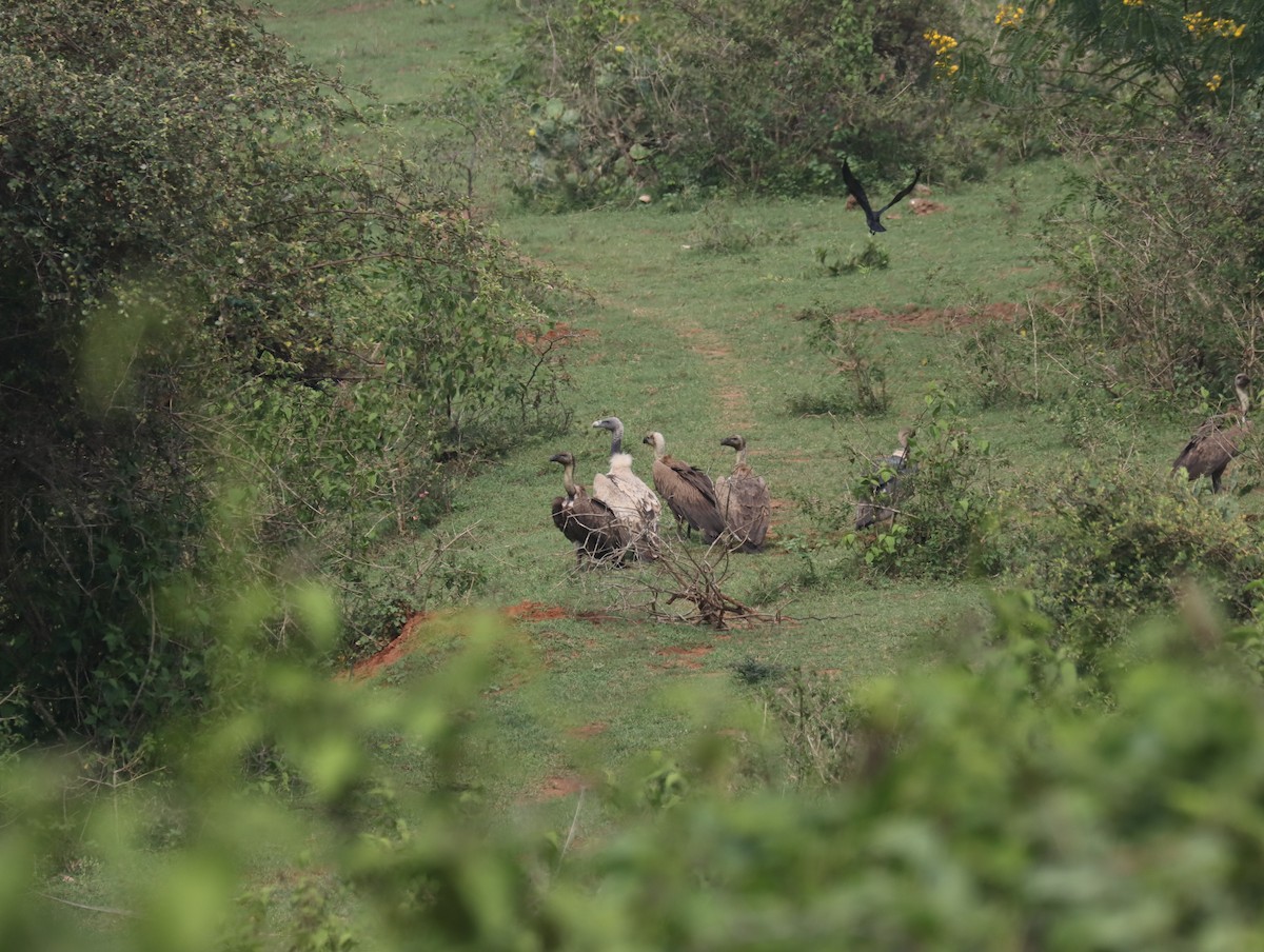 Indian Vulture - ML611389143