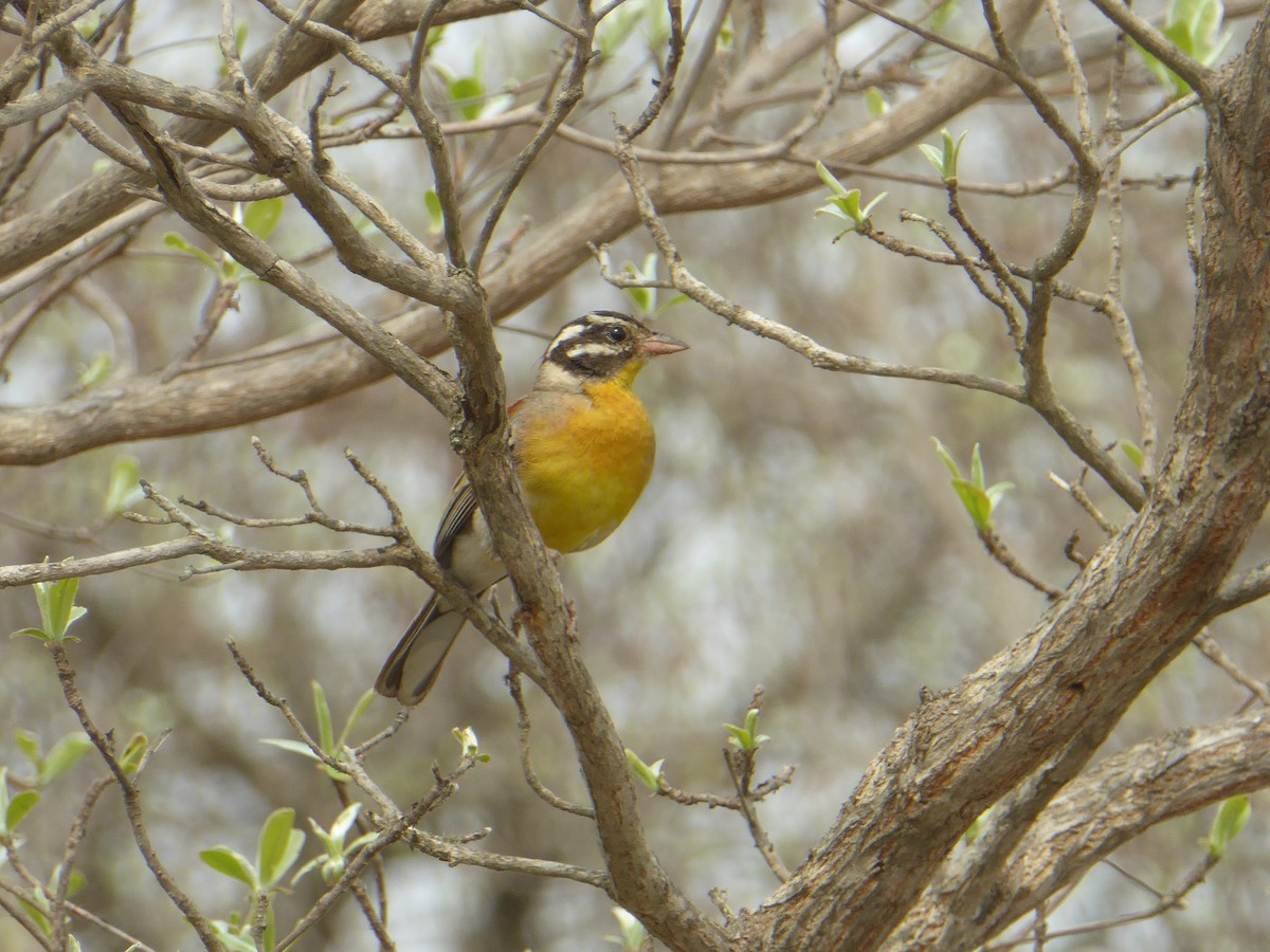 Golden-breasted Bunting - ML611389188