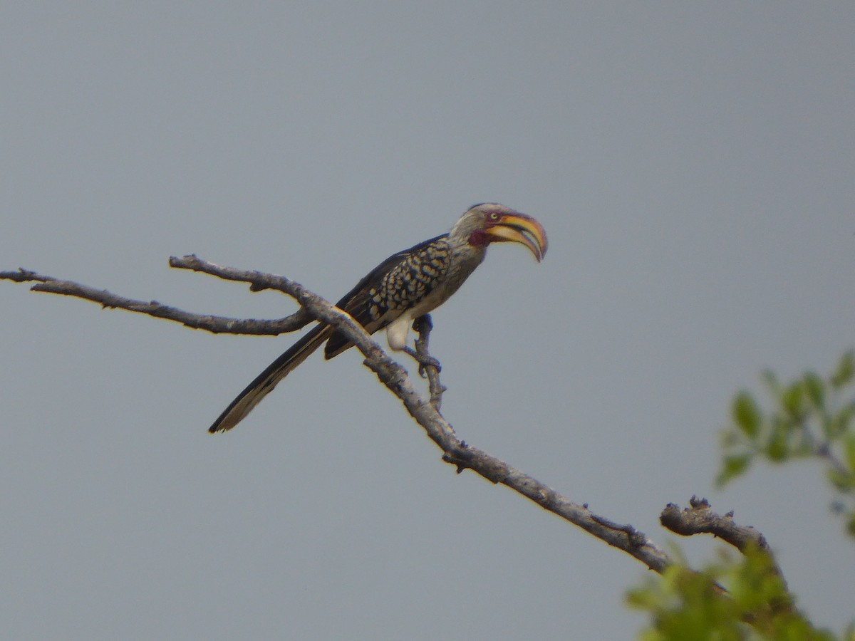 Southern Yellow-billed Hornbill - ML611389191