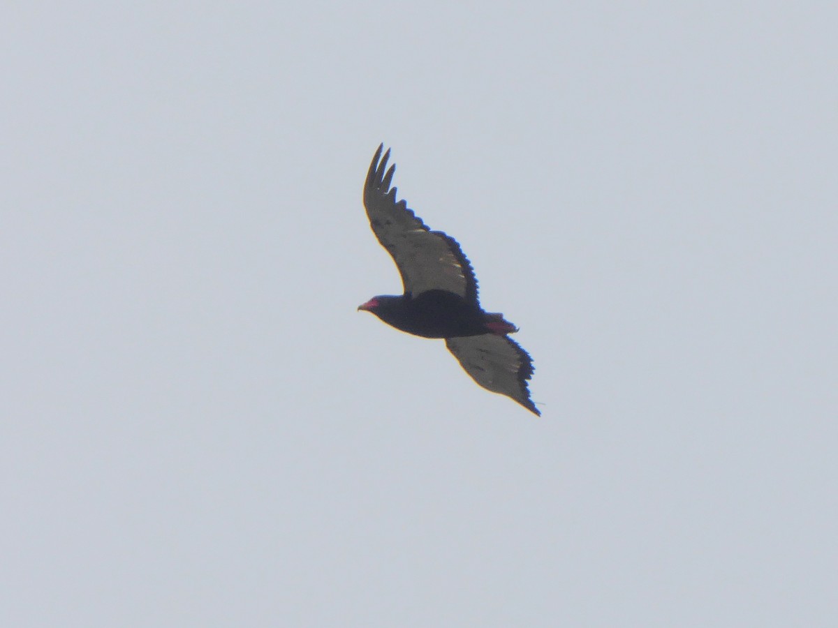 Bateleur - ML611389196