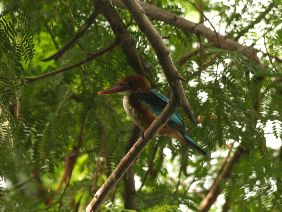 White-throated Kingfisher - ML611389216