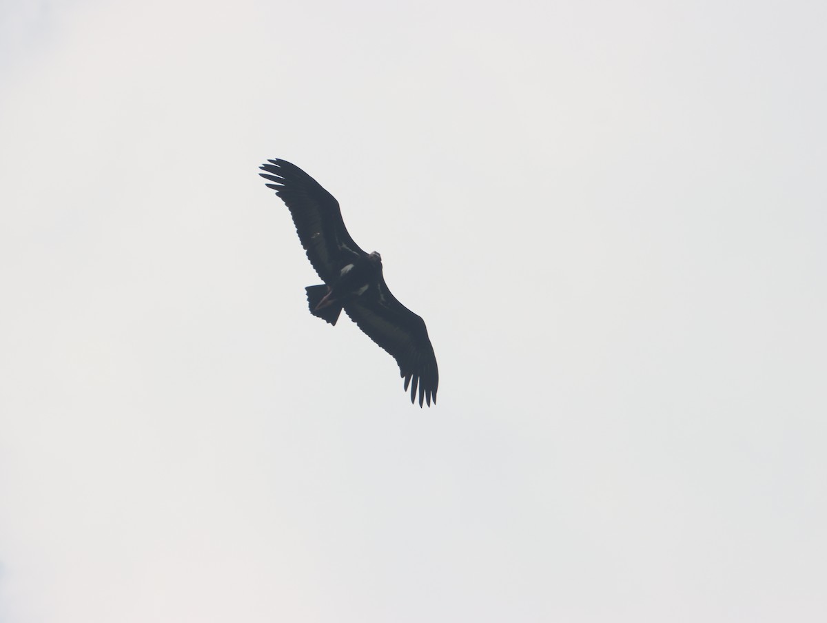Red-headed Vulture - ML611389222