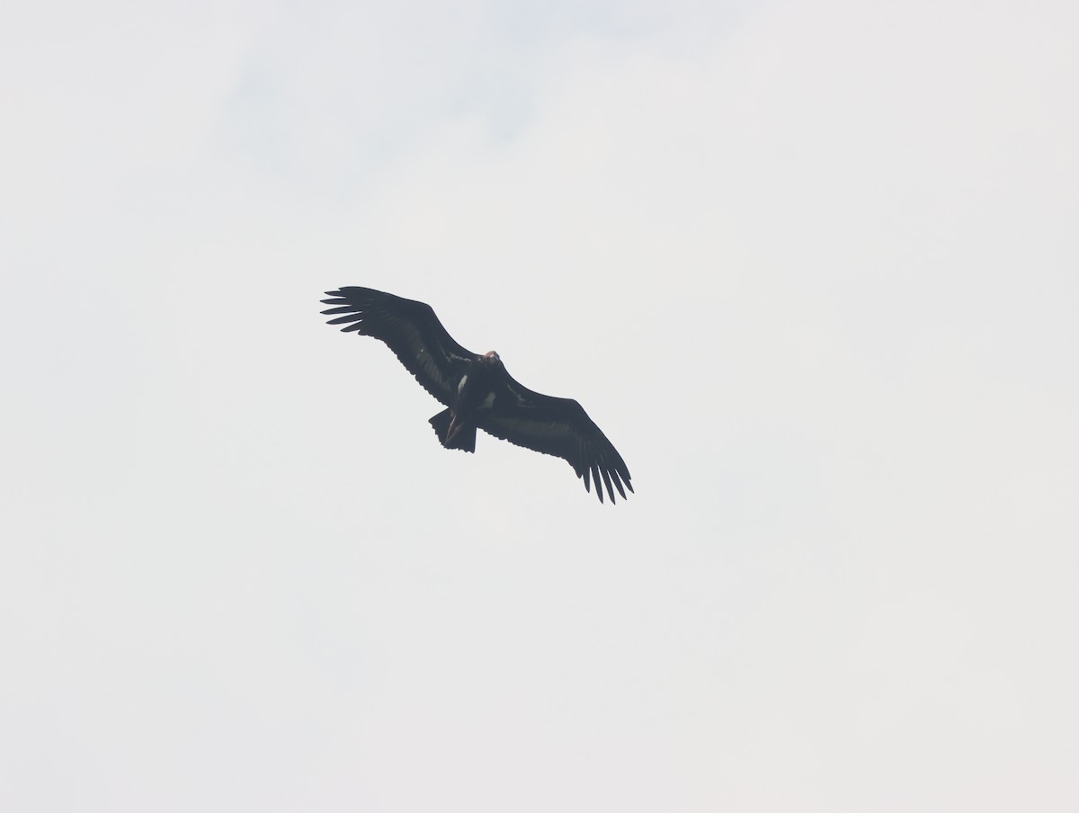 Red-headed Vulture - ML611389223