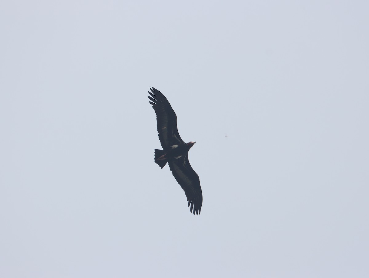 Red-headed Vulture - ML611389225