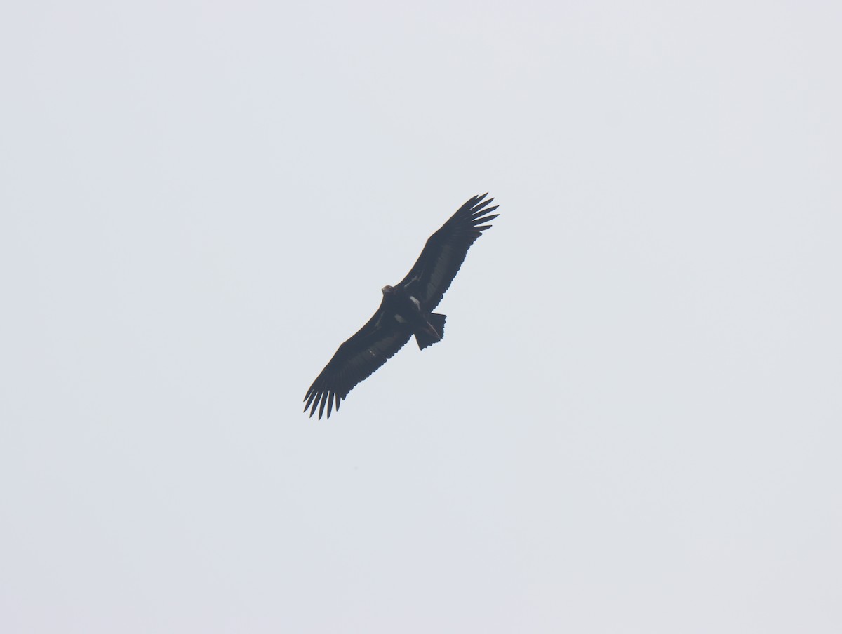 Red-headed Vulture - ML611389226