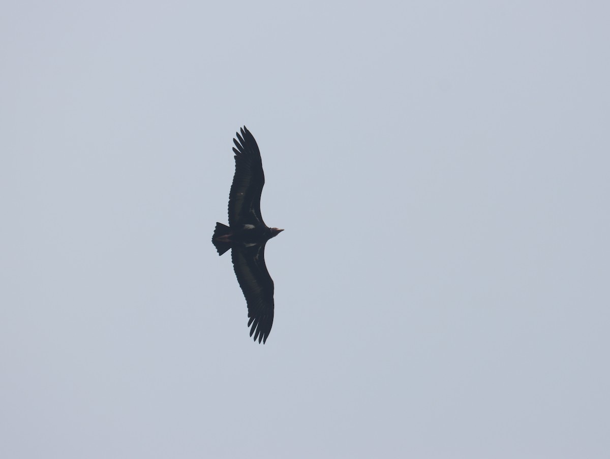 Red-headed Vulture - ML611389227