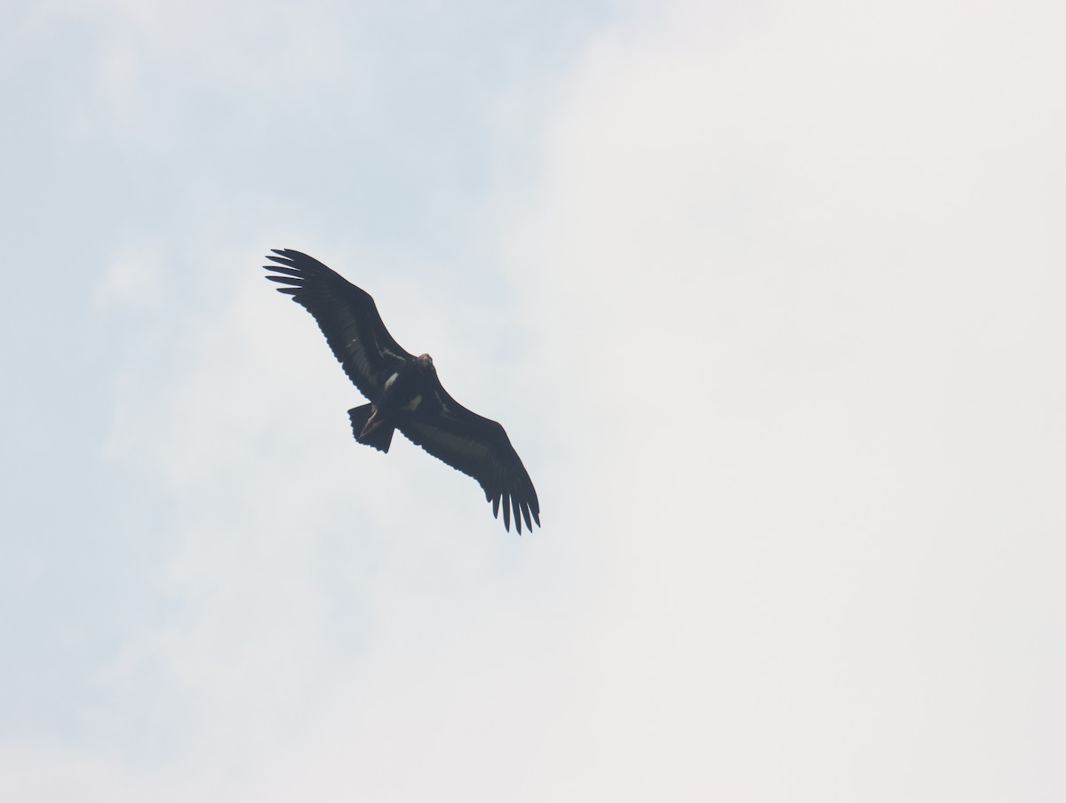 Red-headed Vulture - ML611389229