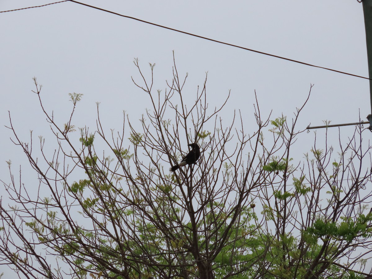 Pied Currawong - ML611389368