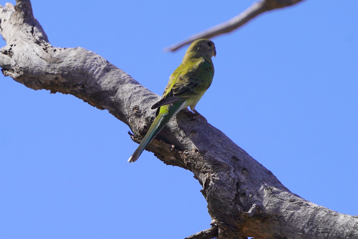 Red-rumped Parrot - ML611389415