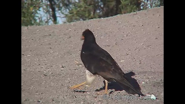 Mountain Caracara - ML611389421