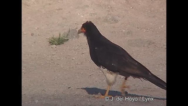 Mountain Caracara - ML611389427