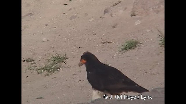 Caracara montagnard - ML611389429