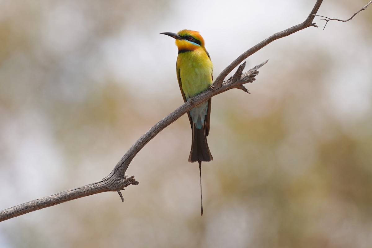 Rainbow Bee-eater - Richard Maarschall