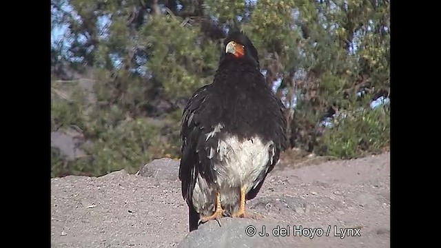 Caracara montagnard - ML611389450