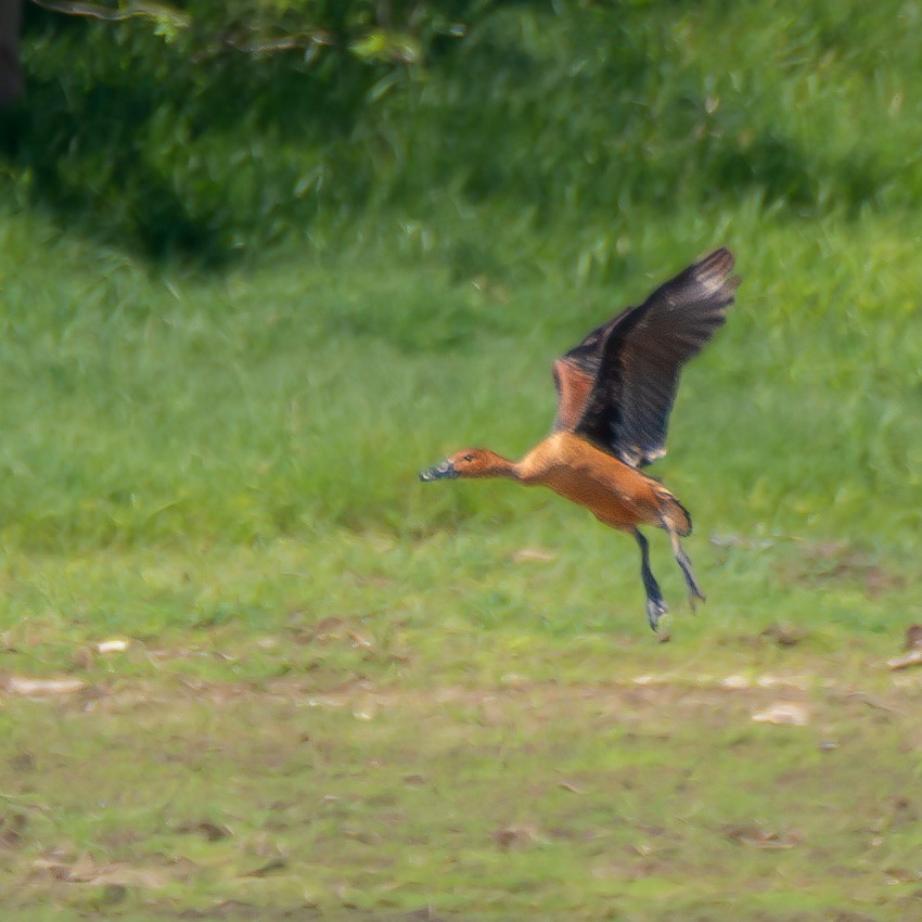 Fulvous Whistling-Duck - ML611389460