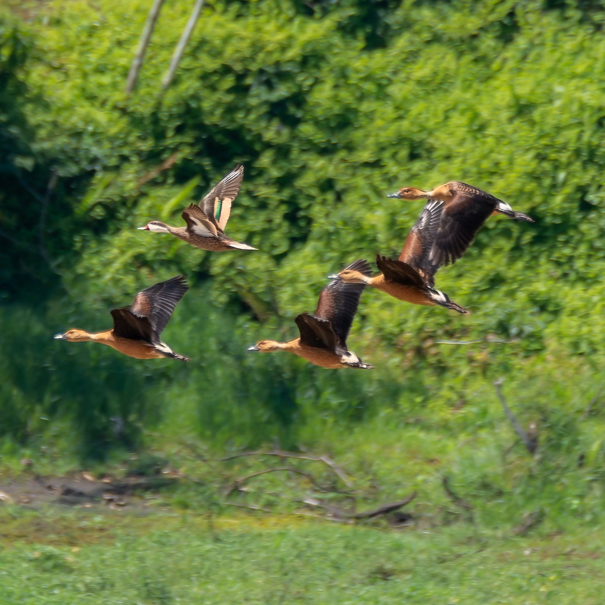 Fulvous Whistling-Duck - ML611389463