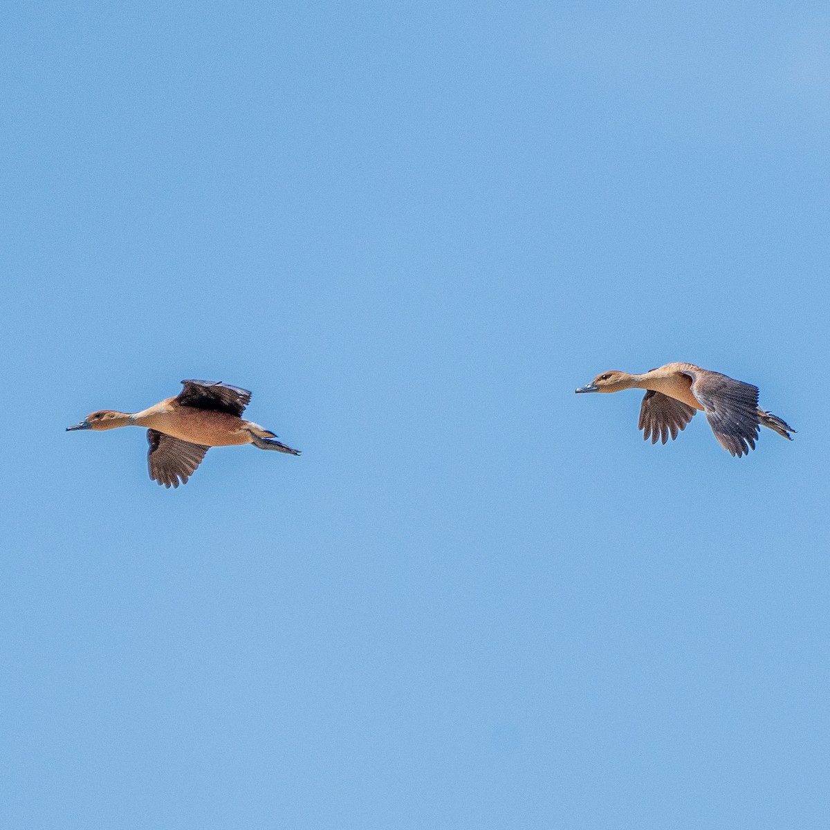 Fulvous Whistling-Duck - ML611389464