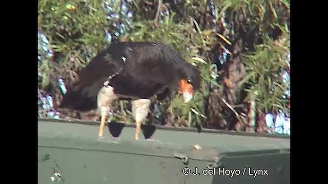 Caracara montagnard - ML611389533