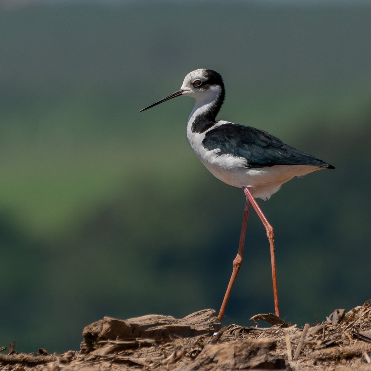 Black-necked Stilt - ML611389544