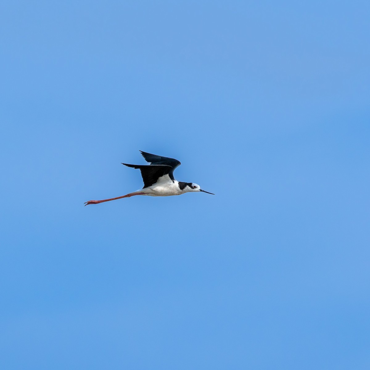 Black-necked Stilt - ML611389545