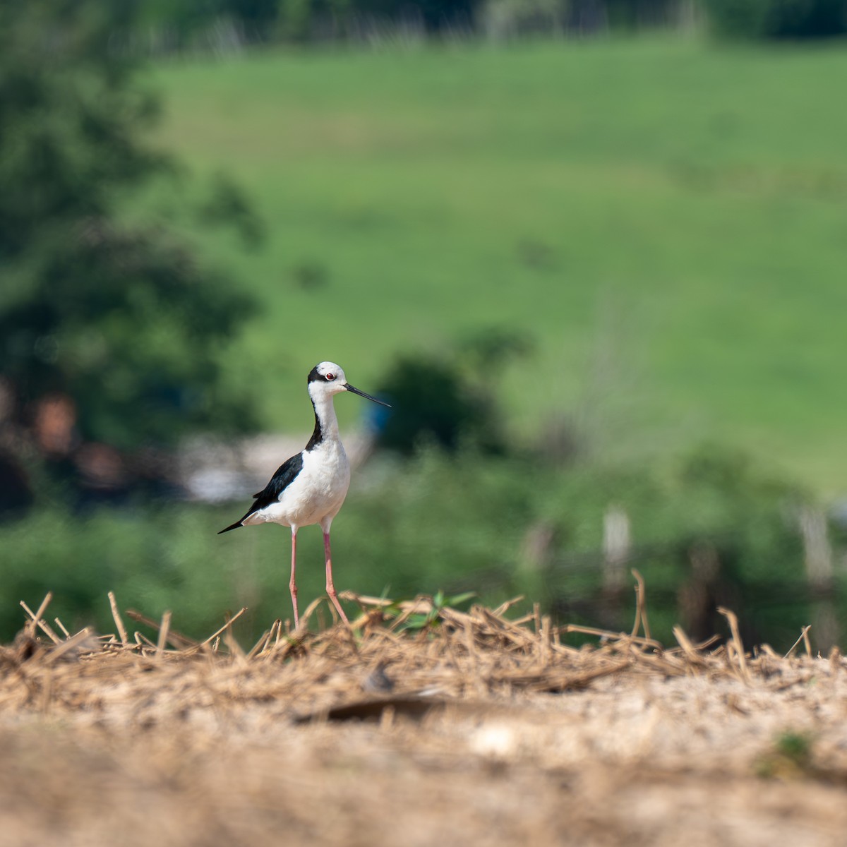 Black-necked Stilt - ML611389546