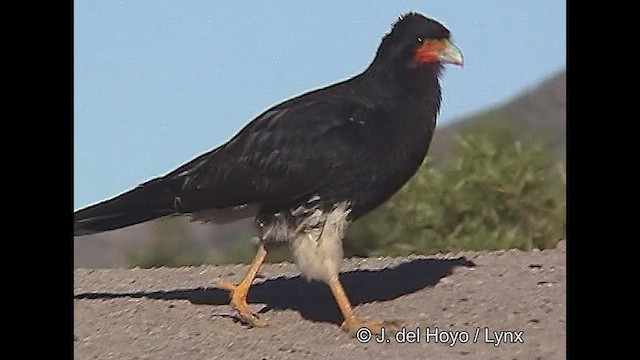 Mountain Caracara - ML611389563