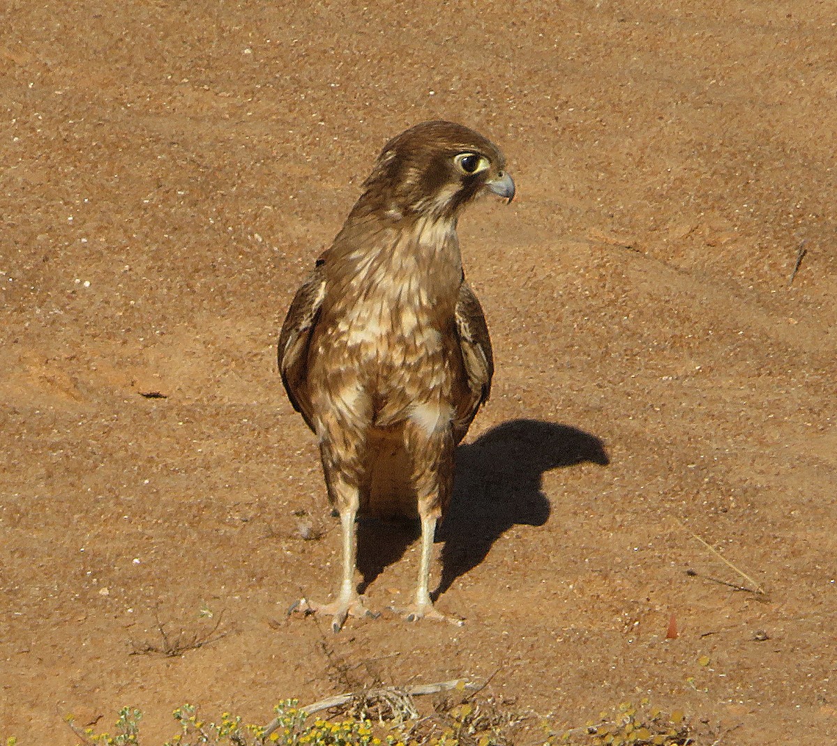 Brown Falcon - Taffy & Marella Denmark