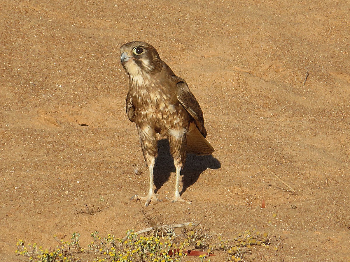 Brown Falcon - Taffy & Marella Denmark