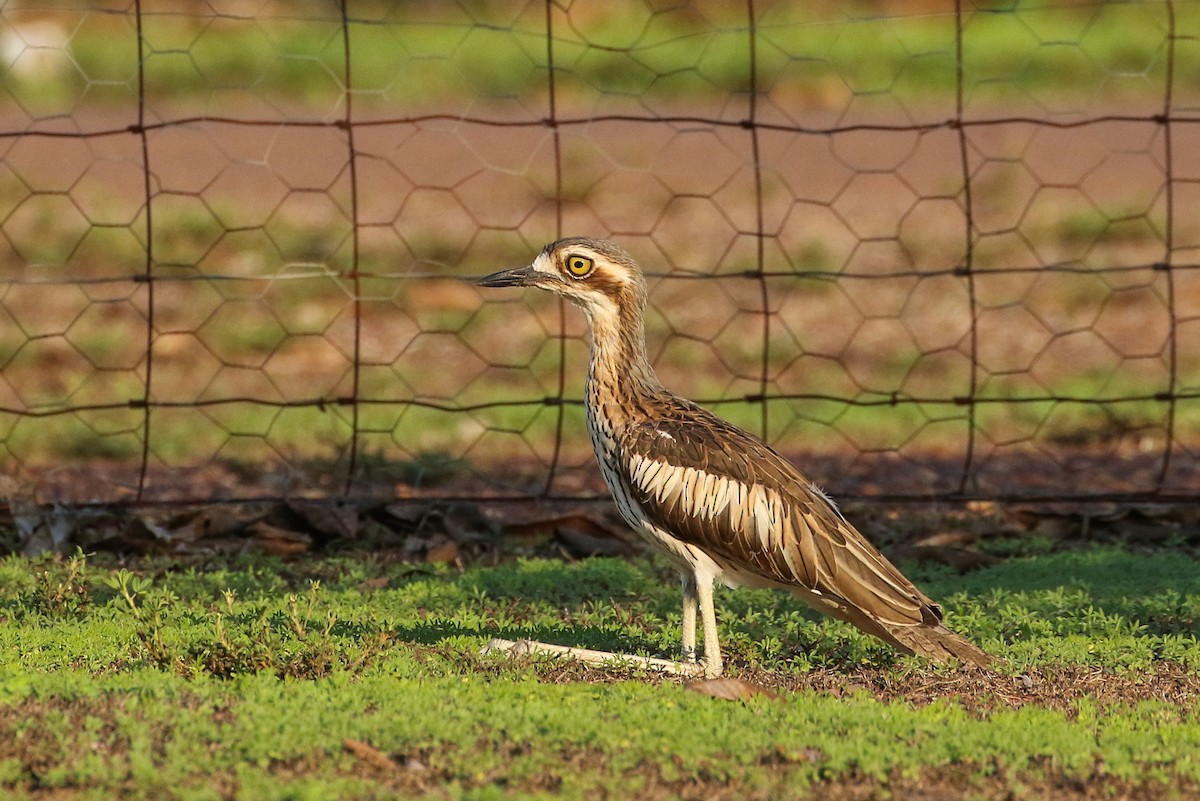 Bush Thick-knee - ML611389660