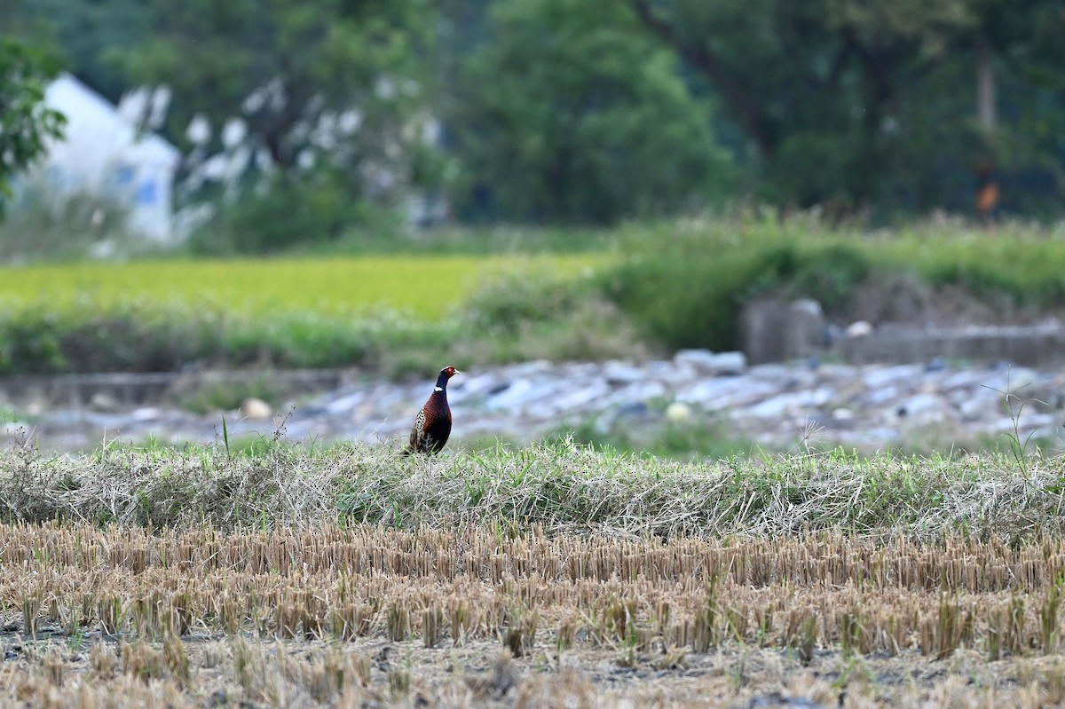 Ring-necked Pheasant - ML611389686