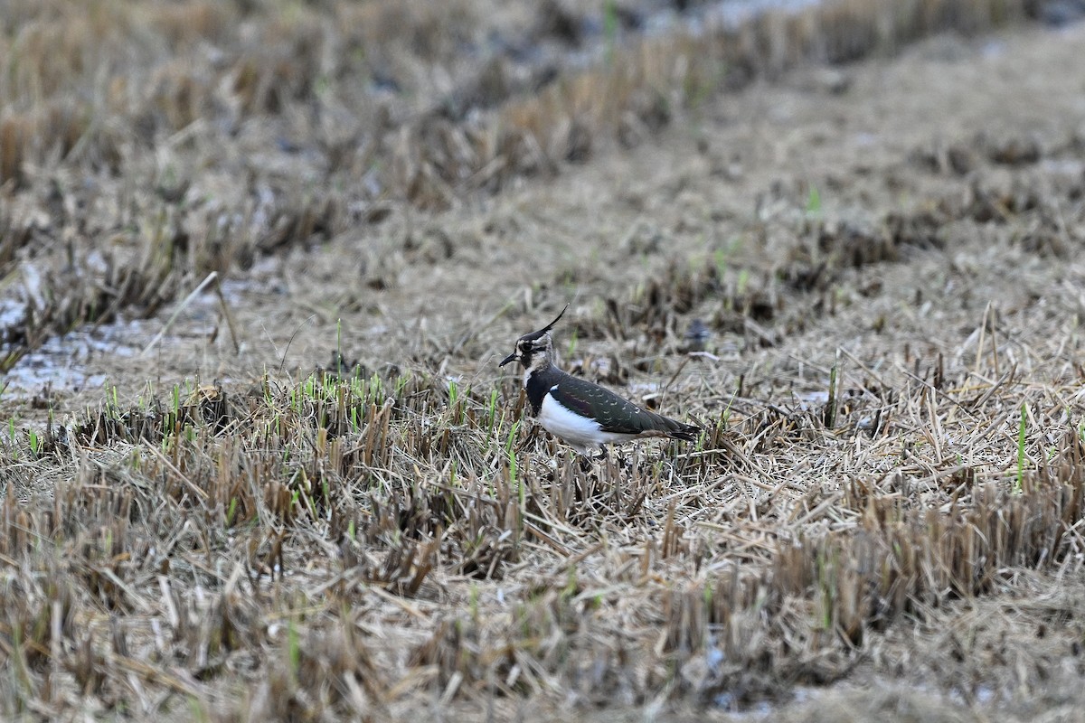 Northern Lapwing - ML611389691