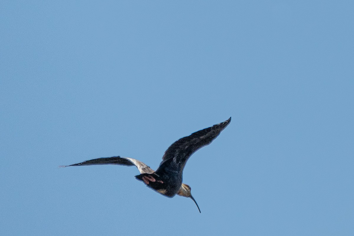ibis bělokřídlý - ML611389699