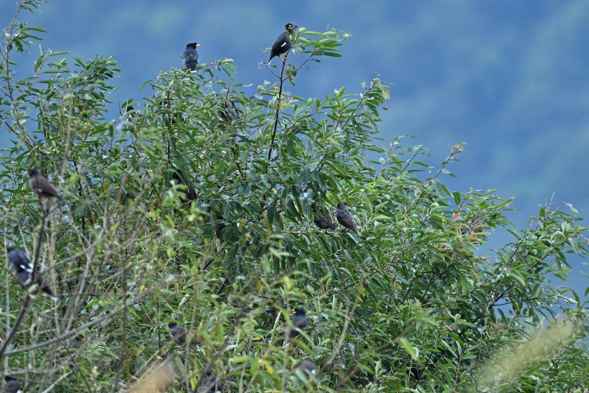 European Starling - Lee-Lien WANG