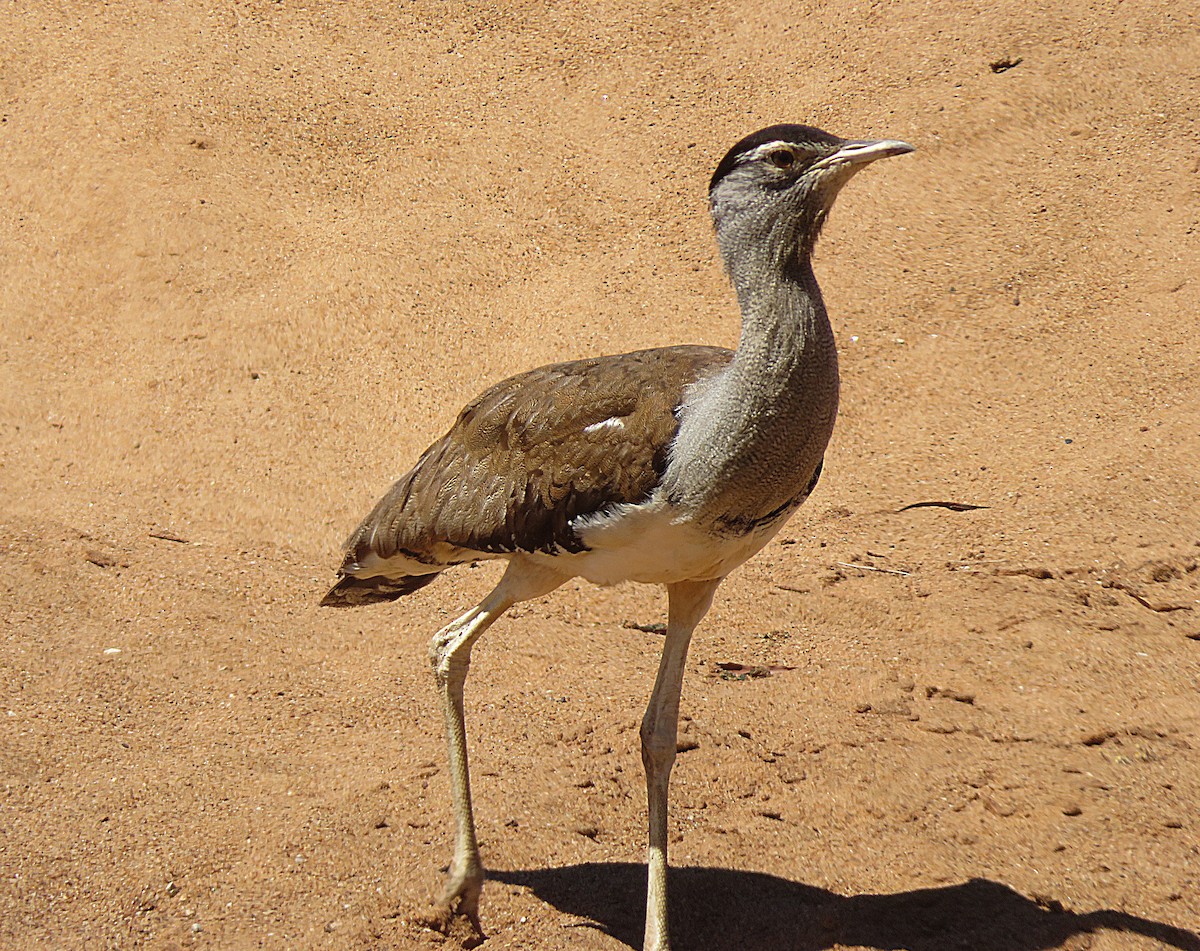 Australian Bustard - Taffy & Marella Denmark