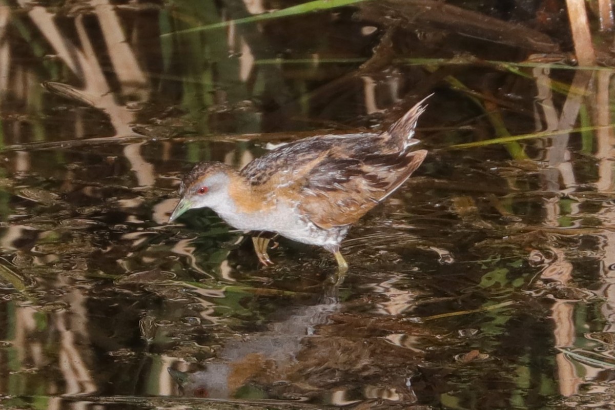 Baillon's Crake - ML611389921