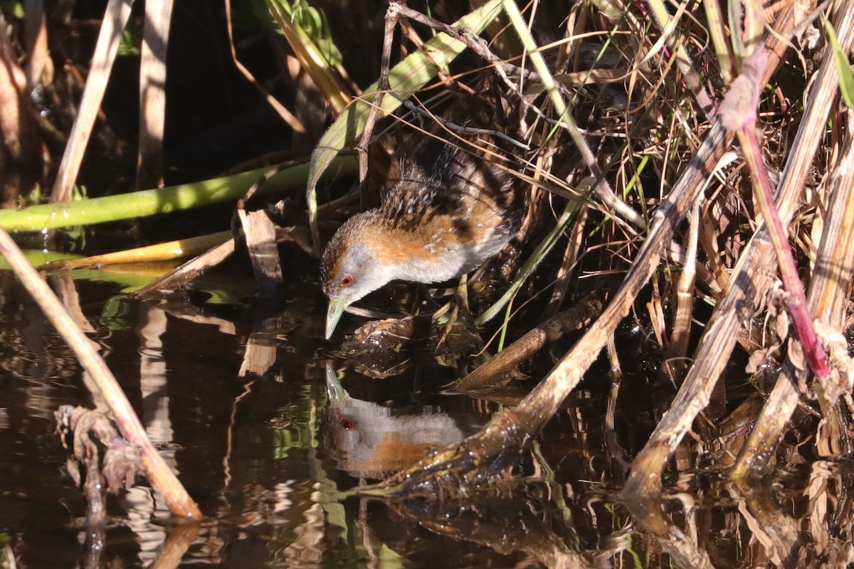 Baillon's Crake - ML611389922