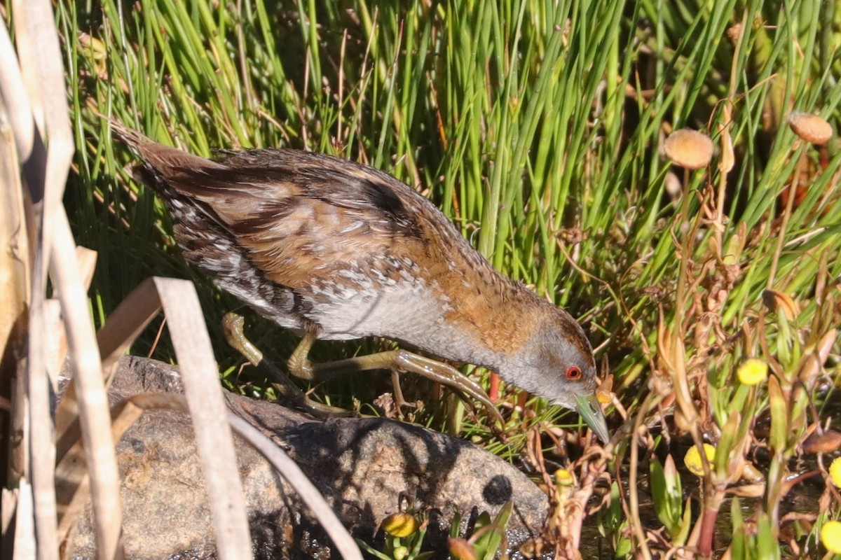 Baillon's Crake - ML611389923