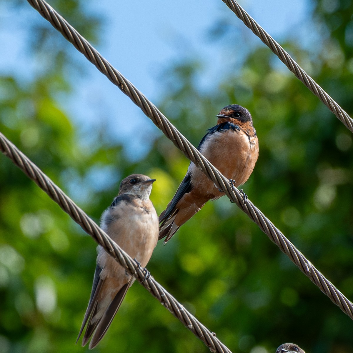 Barn Swallow - Aldrey Cruz