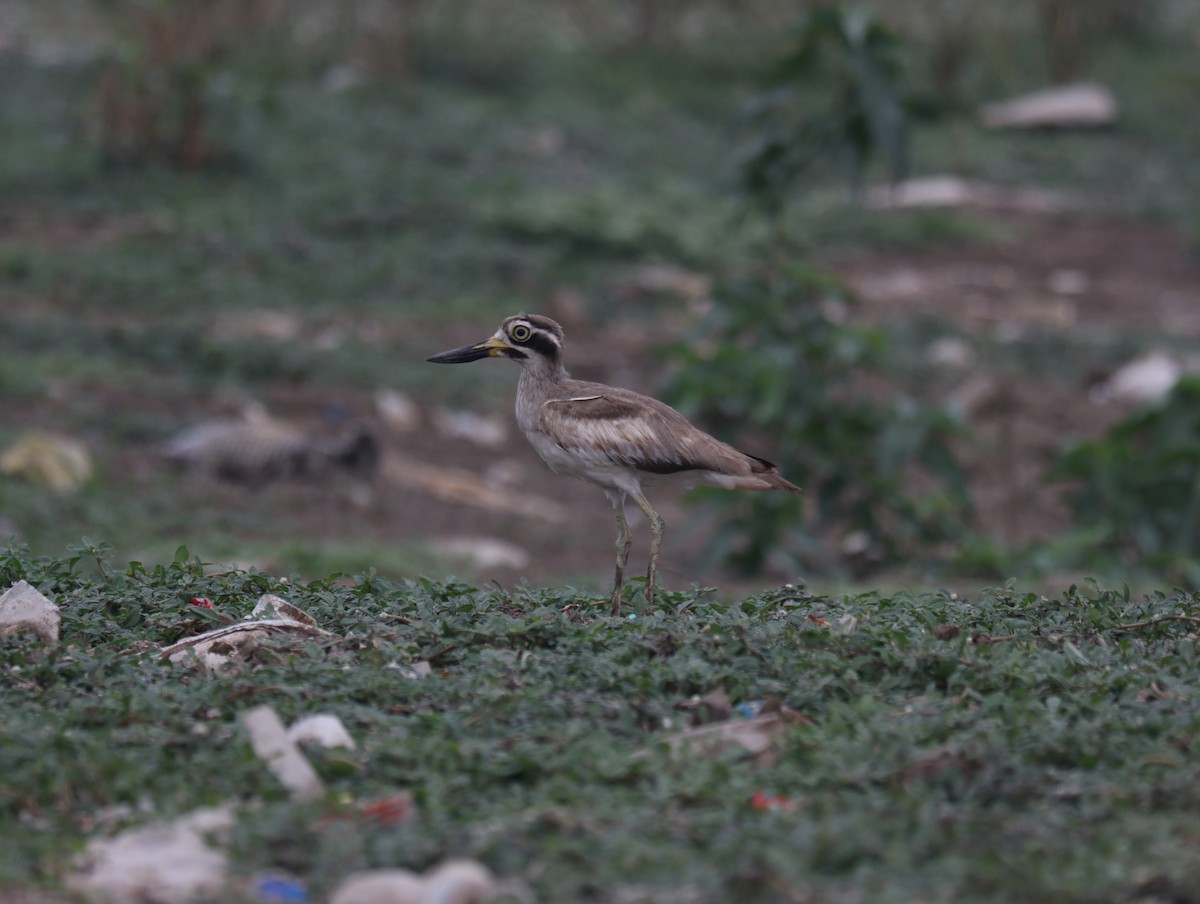 Great Thick-knee - ML611389991