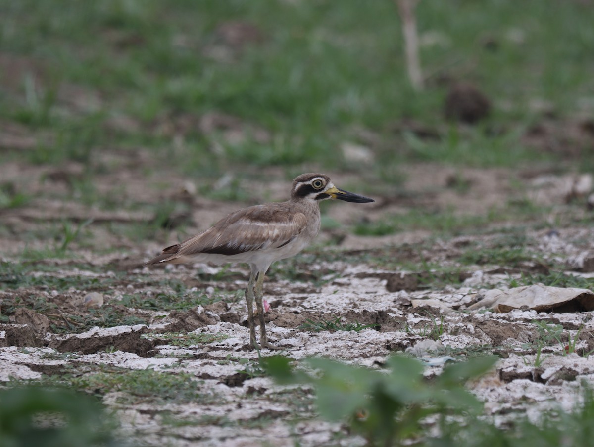 Great Thick-knee - ML611389992